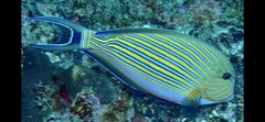 Acanthurus lineatus