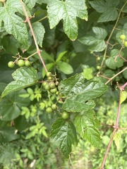 Ampelopsis