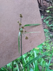 Scirpus atrovirens