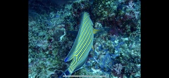 Acanthurus lineatus