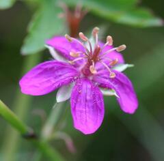 Geranium caespitosum