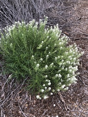 Lepidium fremontii