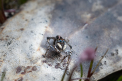 Maratus chrysomelas