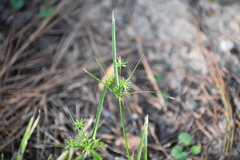 Cyperus croceus