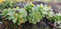 Rhodiola rosea