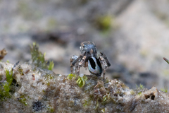 Maratus chrysomelas