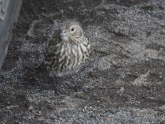 Melanodera xanthogramma