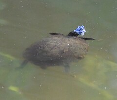 Pseudemys concinna concinna