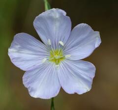 Linum lewisii