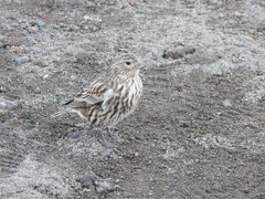 Melanodera xanthogramma