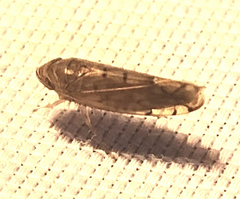 Osbornellus