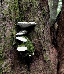 Rigidoporus populinus