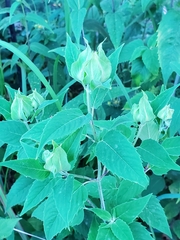 Monarda fistulosa
