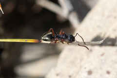 Dolichoderus scabridus