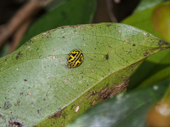 Archegleis interrupta