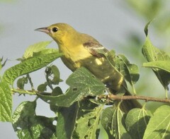 Icterus