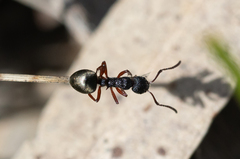 Dolichoderus scabridus