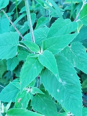 Monarda fistulosa