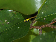 Archegleis interrupta