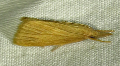 Diatraea crambidoides