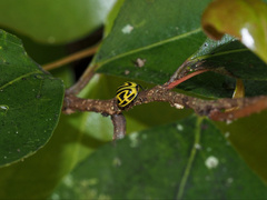 Archegleis interrupta