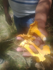 Craterellus ignicolor