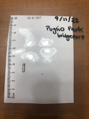 Tineola bisselliella