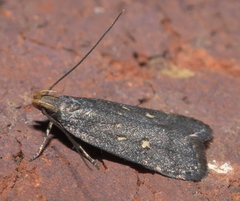 Dichomeris juncidella