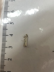 Tineola bisselliella