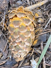 Rossmanomyces pyrolae