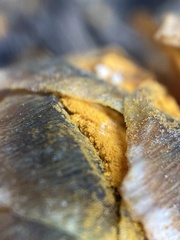 Rossmanomyces pyrolae