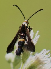 Carmenta pyralidiformis
