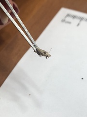 Tineola bisselliella