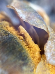 Rossmanomyces pyrolae