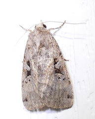 Xestia normanianus