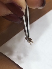 Tineola bisselliella