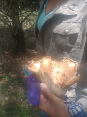 Turbinellus kauffmanii