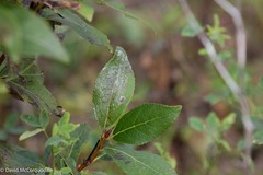 Populus balsamifera