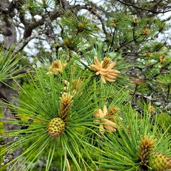 Pinus rigida