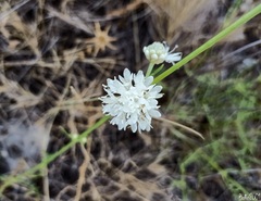 Cephalaria leucantha