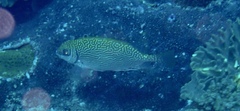 Siganus spinus