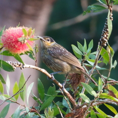 Xanthotis macleayanus