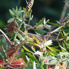 Xanthotis macleayanus