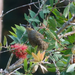 Xanthotis macleayanus