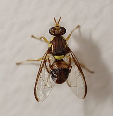 Bactrocera cacuminata