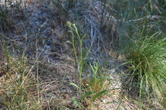 Crepis tectorum