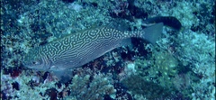 Siganus spinus