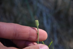 Crepis tectorum