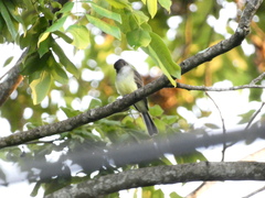 Myiarchus barbirostris