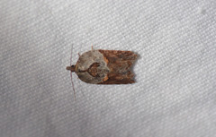 Acleris inana